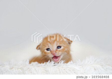 白背景の離乳期の茶トラ子猫 白背景の離乳期の茶トラ子猫 103568408