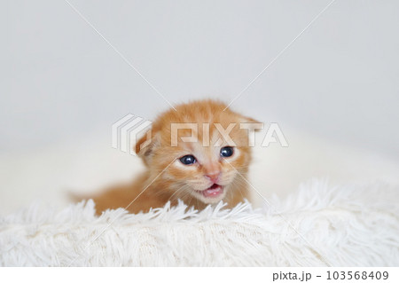 白背景の離乳期の茶トラ子猫 103568409