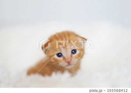 白背景の離乳期の茶トラ子猫 103568412