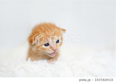 白背景の離乳期の茶トラ子猫 103568418