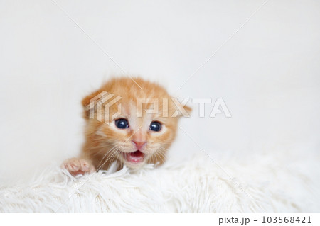 白背景の離乳期の茶トラ子猫 103568421