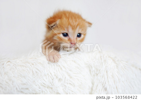 白背景の離乳期の茶トラ子猫 103568422