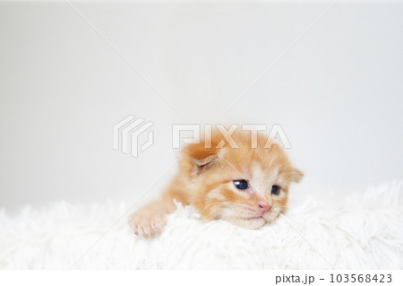 白背景の離乳期の茶トラ子猫 103568423