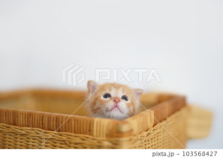 バスケットから顔を出す離乳期の茶トラ子猫 103568427