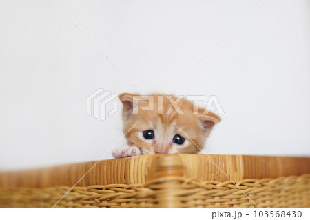 バスケットから顔を出す離乳期の茶トラ子猫 103568430
