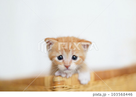 バスケットから顔と手を出す離乳期の茶白子猫 103568446