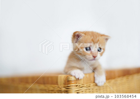バスケットから乗り出す離乳期の茶白子猫 103568454