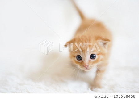 白いラグの上を歩く茶トラ子猫 103568459