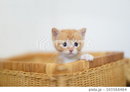 バスケットから顔と手を出す離乳期の茶白子猫 103568464