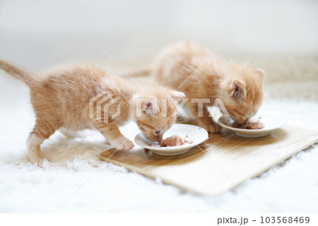 並んで離乳食を食べる2匹の子猫 103568469