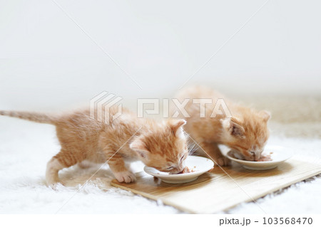 並んで離乳食を食べる2匹の子猫 103568470