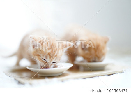 並んで離乳食を食べる2匹の子猫 103568471
