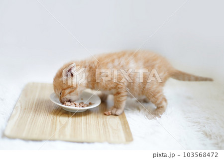 離乳食を食べる茶トラの子猫横向き 離乳食を食べる茶トラの子猫横向き 103568472