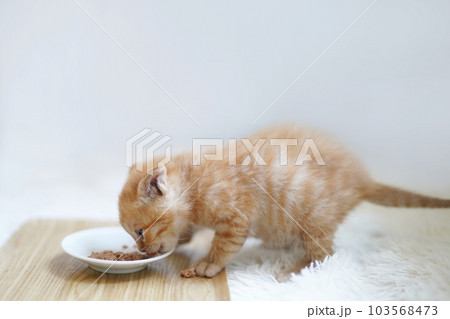 離乳食を食べる茶トラの子猫横向き 離乳食を食べる茶トラの子猫横向き 103568473