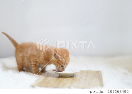離乳食を食べる茶トラの子猫横向き 離乳食を食べる茶トラの子猫横向き 103568496