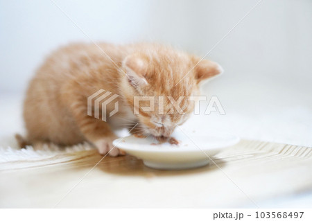 離乳食を食べる茶白の子猫 103568497
