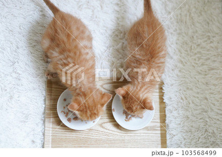 並んで離乳食を食べる2匹の子猫 103568499