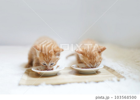 並んで離乳食を食べる2匹の子猫 103568500