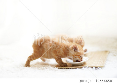 並んで離乳食を食べる2匹の子猫 103568501