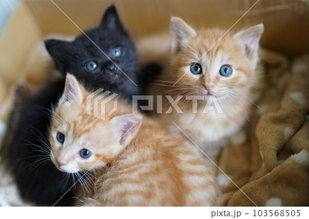 箱に入るキトンブルーの茶トラと黒猫の子猫たち 103568505