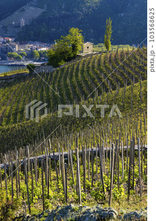 Grand cru vineyard and Chapel of Saint Christopher, Tain l'Hermitage, Rhone-Alpes, France Grand cru vineyard and Chapel of Saint Christopher, Tain l'Hermitage, Rhone-Alpes, France 103568625