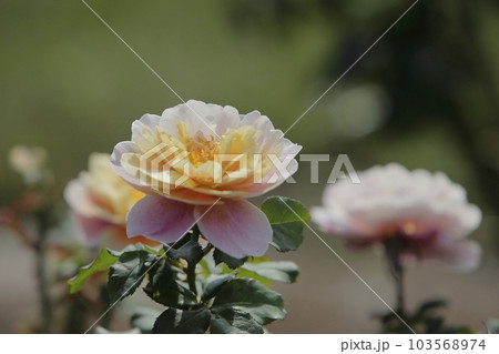 荒尾市 おもやい市民花壇 バラの花、 荒尾市 おもやい市民花壇 バラの花、 103568974