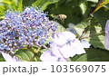 あじさいのつぼみにとまるミツバチ 103569075