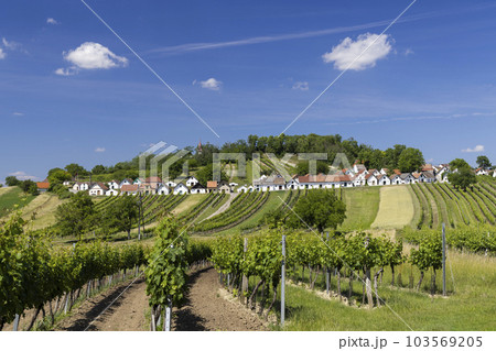 Traditional wine cellars with vineyard in Galgenberg near Wildendurnbach, Lower Austria, Austria 103569205