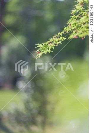 新緑のモミジ 103569448
