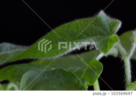 ブツ撮り。朝顔の葉の観察。 103569697