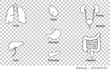 Human body internal organs illustration (stomach, intestine, lung, liver, pancreas, heart) Human body internal organs illustration (stomach, intestine, lung, liver, pancreas, heart) 103569733