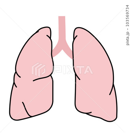 肺の医療イラスト 103569734