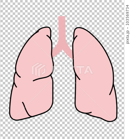 肺的醫學插圖 103569734