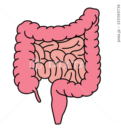 大腸と小腸の医療イラスト 103569736