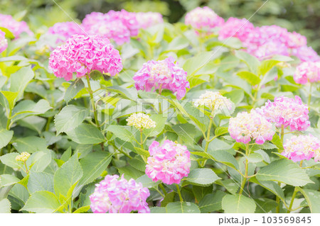 飛鳥山公園の紫陽花 103569845