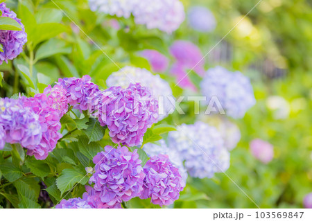 飛鳥山公園の紫陽花 103569847