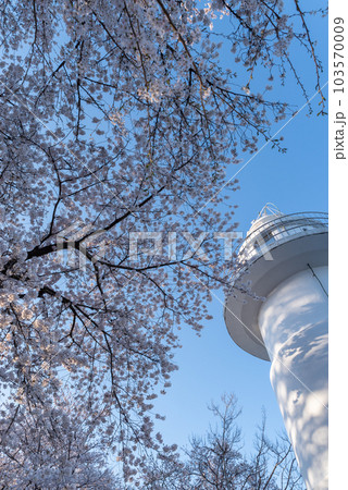 満開の桜と灯台 富山県 満開の桜と灯台 富山県 103570009