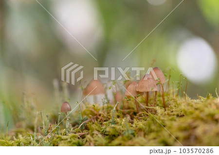 苔の上に生えるキノコ 103570286