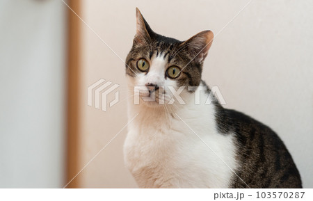見つめる猫 キジトラ猫 見つめる猫 キジトラ猫 103570287