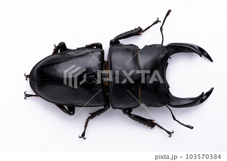 オオクワガタのオスの白背景写真 103570384