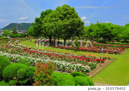 【岡山県】薔薇が満開のRSKバラ園 【岡山県】薔薇が満開のRSKバラ園 103570402