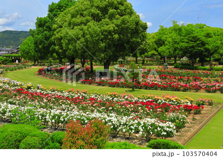 【岡山県】薔薇が満開のRSKバラ園 【岡山県】薔薇が満開のRSKバラ園 103570404