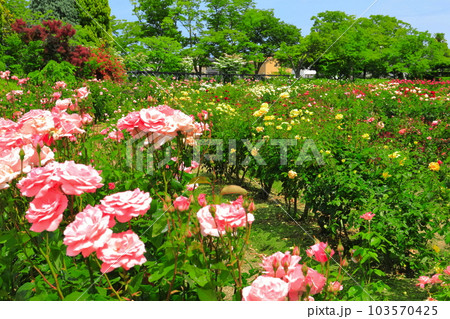【岡山県】薔薇が満開のRSKバラ園 【岡山県】薔薇が満開のRSKバラ園 103570425