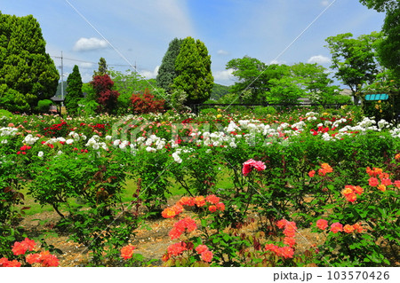 【岡山県】薔薇が満開のRSKバラ園 【岡山県】薔薇が満開のRSKバラ園 103570426