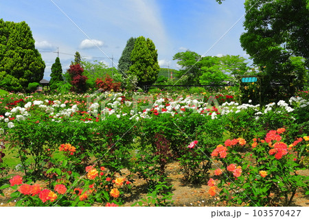 【岡山県】薔薇が満開のRSKバラ園 103570427