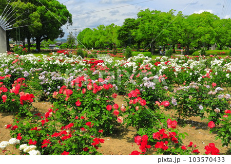 【岡山県】薔薇が満開のRSKバラ園 103570433