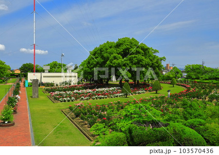 【岡山県】薔薇が満開のRSKバラ園 103570436