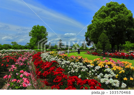【岡山県】薔薇が満開のRSKバラ園 【岡山県】薔薇が満開のRSKバラ園 103570468