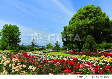 【岡山県】薔薇が満開のRSKバラ園 103570469
