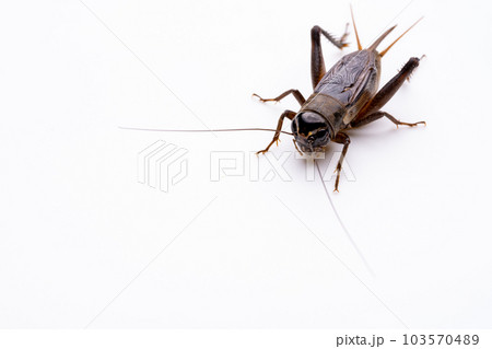 生きているエンマコオロギの白背景写真 103570489